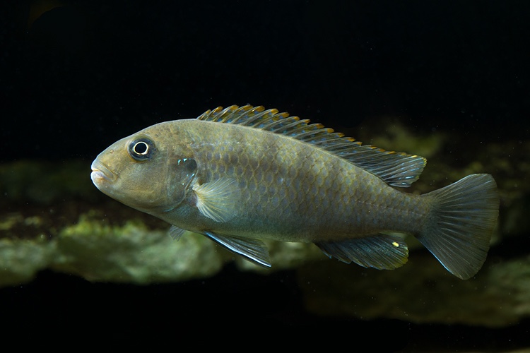 Pseudotropheus sp. 'red top ndumbi' Ndumbi Point